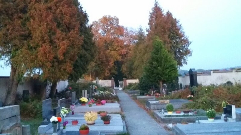 Hřbitov 8.10.2018 řezání a kácení thují (1).jpg