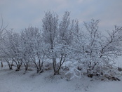 Sníh ve dne 19.12.2016 V Lípách (1).JPG